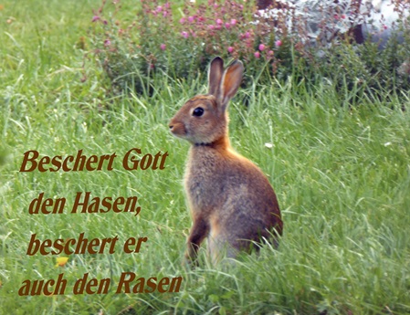 Beschert Gott den Hasen, beschert er auch den Rasen.